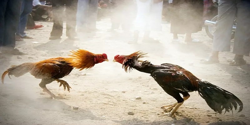 Lịch sử và Nguồn Gốc của Đá Gà